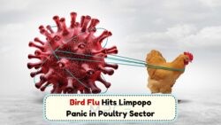 Why Limpopo is the New Hotspot for July's H5N1 Bird Flu Spread