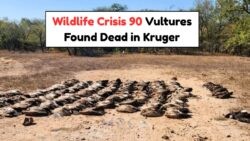 Tragedy in Kruger National Park: 90 Vultures Poisoned in a July Wildlife Attack in SA
